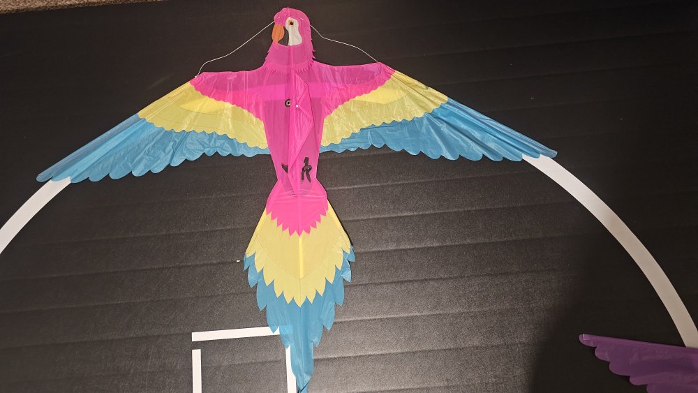 Joel Scholz 10/1996 Parrot - Sky Delight