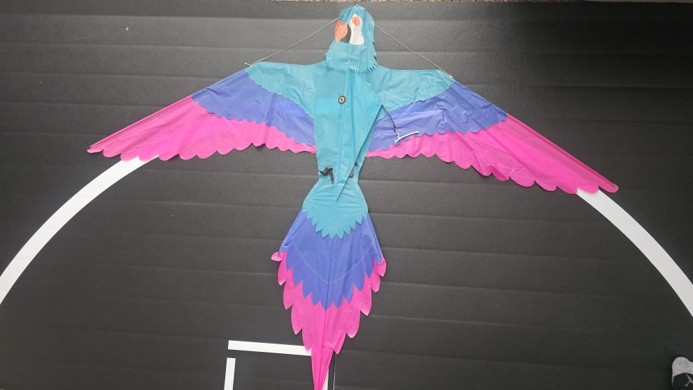 Joel Scholz. 09 / 1996 Parrot - Sky Delight