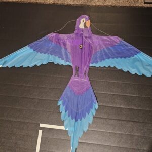 Joel Scholz 01/14/1993 Parrot - Sky Delight