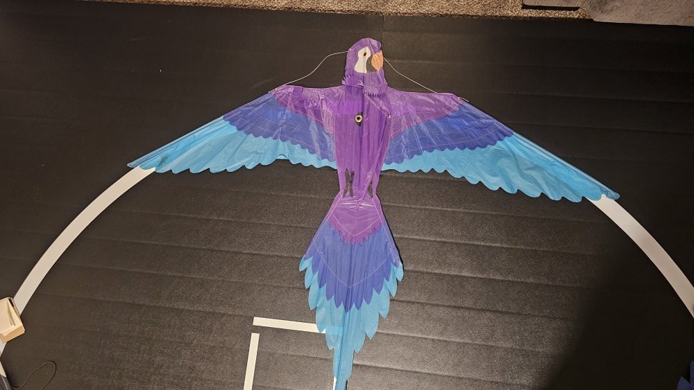 Joel Scholz 01/14/1993 Parrot - Sky Delight