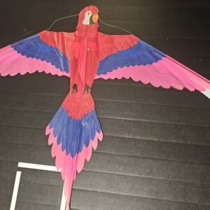 Joel Scholz Parrot - Sky Delight