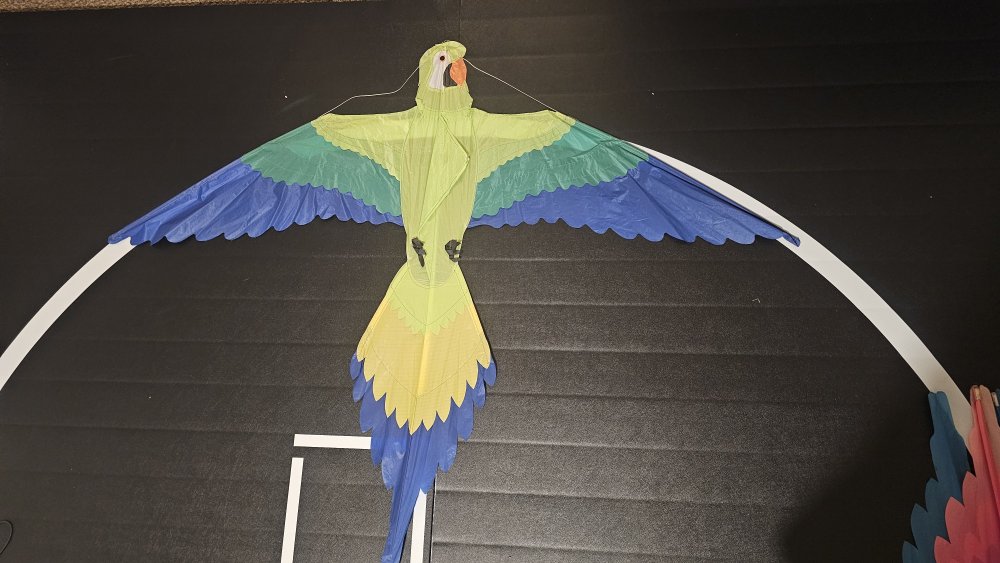 Joel Scholz Parrot - Sky Delight