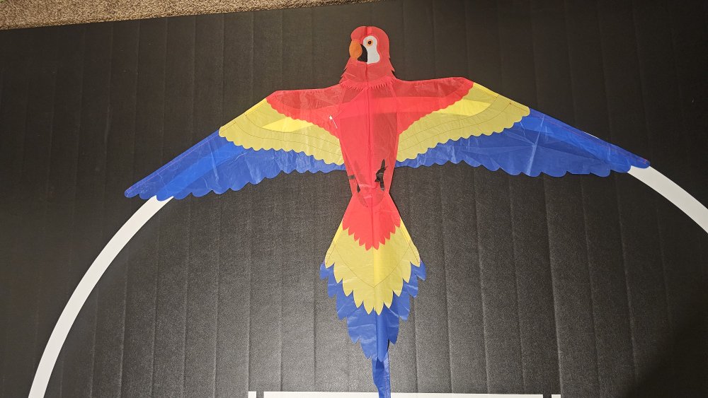 Joel Scholz. 11/96 Parrot - Sky Delight