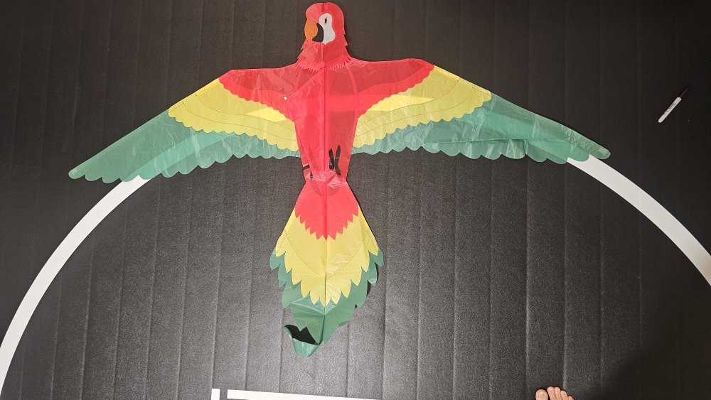 Joel Scholz. 11/96 Parrot - Sky Delight