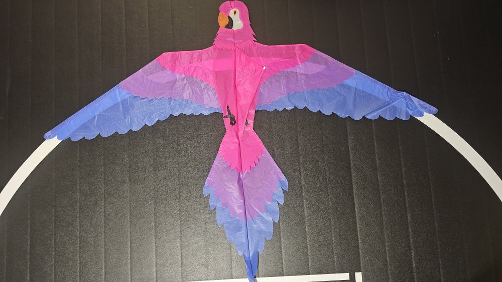 Joel Scholz. 11/96 Parrot - Sky Delight