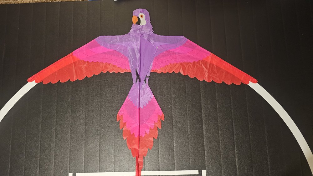 Joel Scholz. 11/96 Parrot - Sky Delight